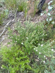 Grevillea sphacelata
