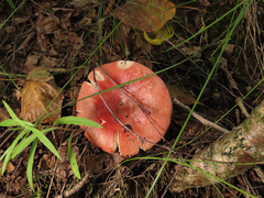 Russula exalbicans