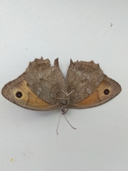 Hyponephele lupinus