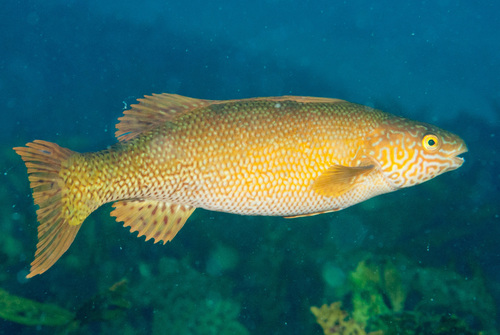 Olisthops cyanomelas Richardson, 1850