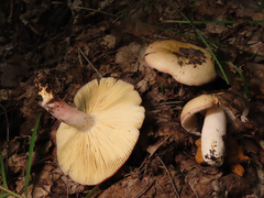 Russula exalbicans