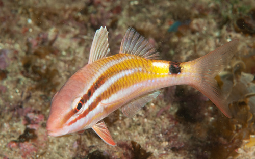 Zwartzadel-mul (Parupeneus spilurus) — Mullidae — 5