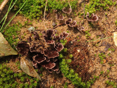 Thelephora caryophyllea