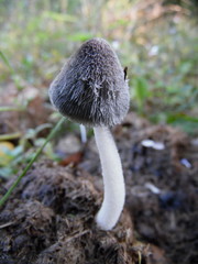 Coprinopsis cinerea