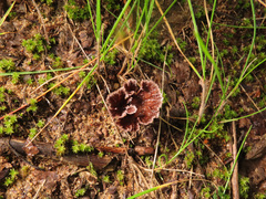 Thelephora caryophyllea