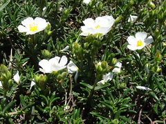 Cistus umbellatus