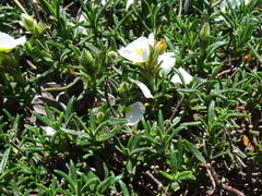 Cistus umbellatus