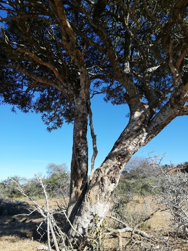Image of Boscia oleoides by (c) Christiaan Viljoen, some rights reserved (CC BY)