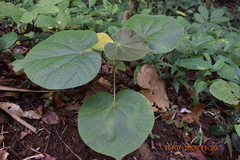 Hibiscus macrophyllus