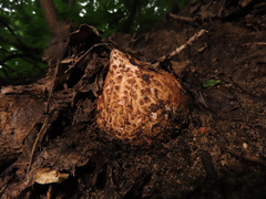 Geastrum melanocephalum