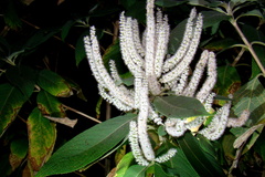 Colebrookea oppositifolia