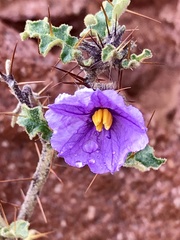 Solanum petrophilum