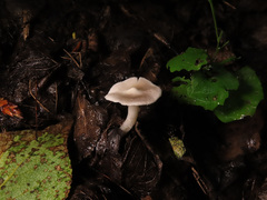 Tricholoma inocybeoides