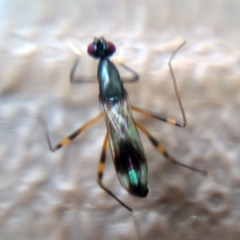 Rainieria antennaepes