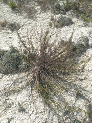 Scrophularia cretacea