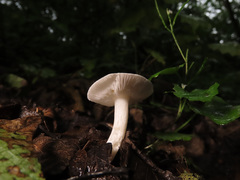 Tricholoma inocybeoides