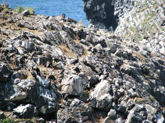Phalacrocorax carbo lucidus
