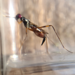 Rainieria antennaepes
