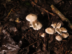 Tricholoma inocybeoides
