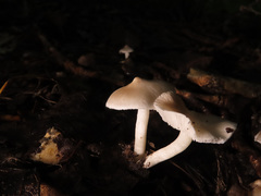 Tricholoma inocybeoides