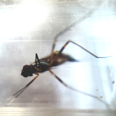 Rainieria antennaepes