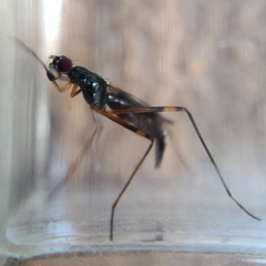 Rainieria antennaepes