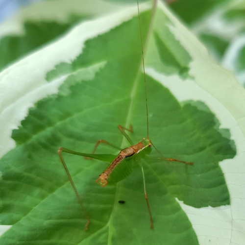 Speckled Bush-cricket photo 4