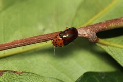 Platymela sticticollis