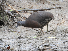 Crypturellus obsoletus