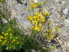 Jacobaea adonidifolia
