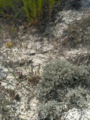 Artemisia hololeuca