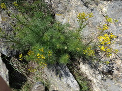 Jacobaea adonidifolia