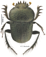 Scarabaeus anderseni