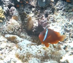 Amphiprion barberi
