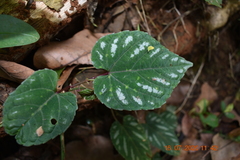 Cissus discolor