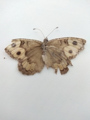 Pseudochazara hippolyte