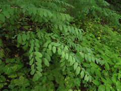 Robinia pseudoacacia