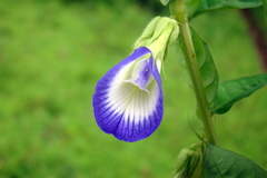 Clitoria annua