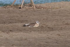 Chroicocephalus ridibundus