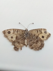 Pseudochazara hippolyte