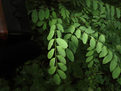 Robinia pseudoacacia