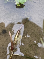 Pardosa pseudoannulata