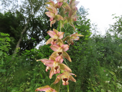 Epipactis helleborine