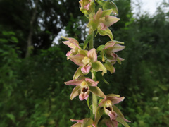 Epipactis helleborine
