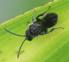 Dufourea novaeangliae