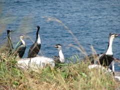 Phalacrocorax carbo lucidus