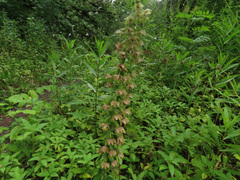 Epipactis helleborine