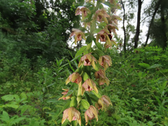 Epipactis helleborine