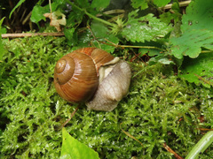 Helix pomatia