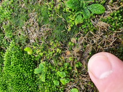 Myosotis brevis